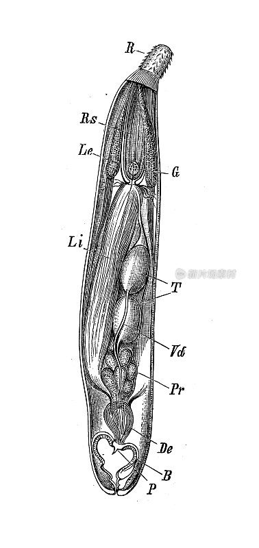 古代生物动物学图像:古棘嘴chus angustatus